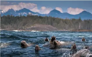  ?? REMOTE PASSAGES ?? Sea lions abound in the waters off Vancouver Island near Tofino.