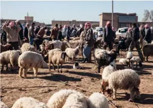  ??  ?? L’élevage reste une activité majeure au Kurdistan syrien, comme ici à Qamichli, où les boulangeri­es sont contrôlées par les autorités pour donner du pain à prix bas.