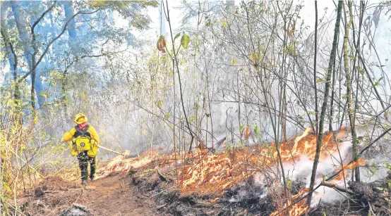  ??  ?? Brigadista lucha contra el fuego en un bosque del Estado de México en mayo de 2019. Hasta agosto se han registrado 7 mil 190 incendios y 581 mil hectáreas afectadas.