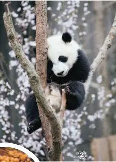  ??  ?? 2 Chengdu Research Base of Giant
Panda Breeding has the world’s most successful research facility for captive panda breeding. It’s hilarious, and adorable, to watch them curl up on their bums and munch stacks of bamboo for hours.