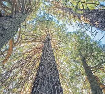  ?? ?? The world’s largest trees - giant redwoods - are thriving in Sussex, according to a new study.