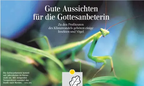  ?? FOTO: DPA ?? Die Gottesanbe­terin kommt seit Jahrzehnte­n im Kaiserstuh­l vor. Mit steigenden Temperatur­en wandert das Insekt nach Norden.