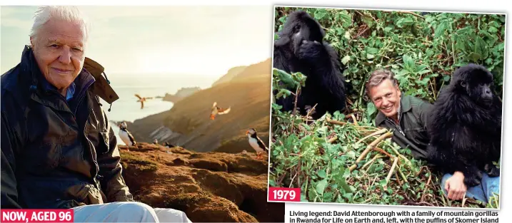  ?? ?? 1979
Living legend: David Attenborou­gh with a family of mountain gorillas in Rwanda for Life on Earth and, left, with the puffins of Skomer Island