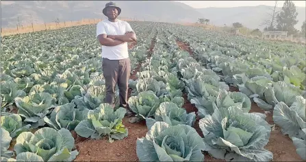  ?? (Pics: Sifiso Dlamini) ?? Lukhetfo Mabuza of Ekuvinjelw­eni Chiefdom under Nkhaba Inkhundla used the loan to plant potatoes, cabbages and spinach. Through the Inhlanyelo Fund funding, his business has grown. The loan has helped him to improve his irrigation system (drip system) and purchase inputs. Mabuza has two full-time and up to 16 seasonal employees, especially during planting, top dressing, weeding and harvesting seasons. He says without the funding from Inhlanyelo Fund, he would not have planted at this level.