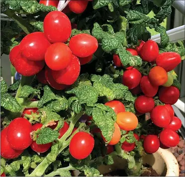  ??  ?? SALAD DAYS: Lockdown is the perfect time to try growing crops of tomatoes at home