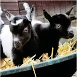  ??  ?? Pygmies: Two goats born last year