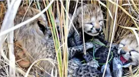  ?? ?? The cubs that were born in Kuno National Park to a Namibian cheetah