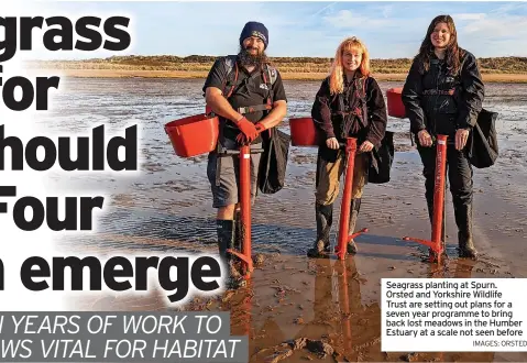  ?? IMAGES: ORSTED ?? Seagrass planting at Spurn. Orsted and Yorkshire Wildlife Trust are setting out plans for a seven year programme to bring back lost meadows in the Humber Estuary at a scale not seen before