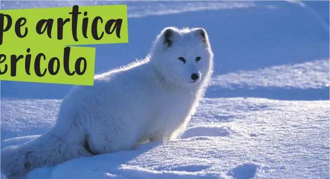 Pressreader Laregione 2017 10 14 La Volpe Artica E In Pericolo