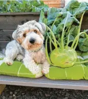  ??  ?? Ob Jimmy dieser Kohlrabi aus dem Garten von Marina Feustle und Fabian Zeller in Kleinkötz (Landkreis Günzburg) schmeckt?