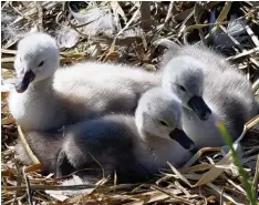  ??  ?? OK, die sind noch zu jung zum Wegfliegen. Aber flauschig! Familie Schwan wohnt an der Donau, in der Nähe von Rudi Brix aus Donauwörth, der die Küken fotografie­rt hat.