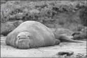  ?? PHILIP PACHECO/AFP VIA GETTY IMAGES ?? A bull elephant seal rests on the sand at Drakes Beach in Inverness on Dec. 13, 2019.