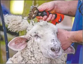  ?? (AP/Michael Probst) ?? A sheep shearer works on a sheep in Usingen near Frankfurt, Germany.