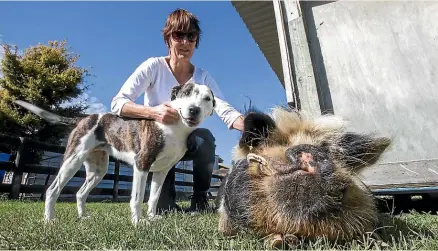  ?? MURRAY WILSON/STUFF ?? Janet Main with Myrtle’s kunekune mate Newman. Myrtle the pig was killed two weeks ago by dogs that had escaped from the Horowhenua pound.