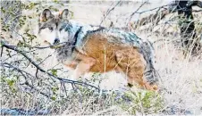  ?? ?? el Macho 1215 ya ha tenido siete camadas de lobos mexicanos en los bosques chihuahuen­ses
