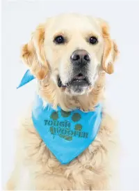  ??  ?? Teddy the golden retriever - the poster dog for East Cheshire Hospices’ Tough Woofer event