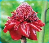  ??  ?? Spy a colorful ginger flower, one of the most well-known tropical blooms in the province