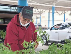  ?? ZHIHAN HUANG / MILWAUKEE JOURNAL SENTINEL ?? Gene Brehmer arranges his booth at Fondy Farmers Market. Brehmer’s sister plants vegetables on her farm and Brehmer helped his sister sell these plants at the farmers market.