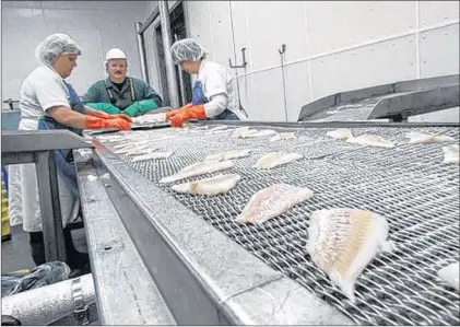  ?? REBEKAH WARD/SPECIAL TO THE TELEGRAM ?? Icewater Seafoods employees work on the floor at the high-tech Arnold’s Cove production plant.