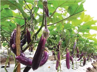  ??  ?? Eggplant grown with plastic mulch, a technology introduced by Barcelona.