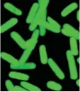  ?? BILL KIOSSES/ THE SCRIPPS RESEARCH INSTITUTE/ AP ?? A semi- synthetic strain of E. coli bacteria that can churn out novel proteins. Scientists reported on Wednesday that they have expanded the genetic code of life and used man- made DNA to create this strain of bacteria.