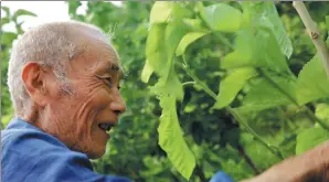  ?? PROVIDED TO CHINA DAILY ?? A farmer from Yilong county, Sichuan province, picks mulberry leaves at the organic silk planting base launched by Profits Fund Global Holding Ltd.