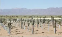  ??  ?? Three-year-old grape vines grow against a backdrop of the Long, Music and Peacock mountains in the Mojave Desert.