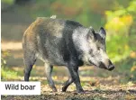  ??  ?? Wild boar