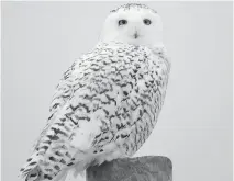  ?? VIRGINIA MCEWEN ?? Virginia McEwen captured this image of a Snowy Owl, a bird which continues its southbound movement across Eastern Ontario with reports from Kinburn, Chestervil­le and Barrhaven.