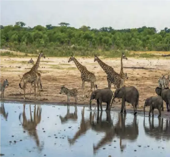  ?? ?? The Zimbabwe National Parks and Wildlife Management Authority moved more than 2 500 wild animals from the Save Valley Conservanc­y to avert water challenges.