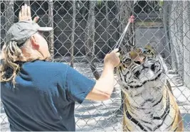  ?? JIM RASSOL/STAFF PHOTOGRAPH­ER ?? Mark McCarthy, who owns McCarthy’s Wildlife Sanctuary in The Acreage, says zookeepers have to guard against thinking they can get too close to wild animals.