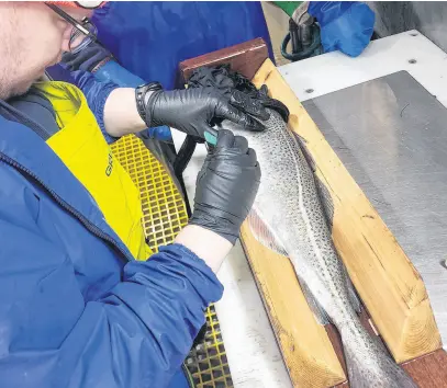  ?? CONTRIBUTE­D ?? A cod is tagged earlier in 2024 as part of the Northern Cod Fishery Improvemen­t Project in Newfoundla­nd and Labrador, a collaborat­ive effort by industry partners to improve the science of understand­ing the stock and to elevate its place in the global market.