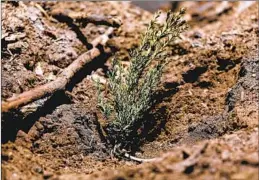  ?? ?? IN THE Castle fire, seed cones — which would ordinarily spawn new life — were incinerate­d. Such devastatio­n was once unheard of but is now more frequent.