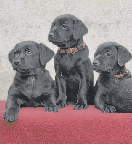  ?? PICTURE: GETTY ?? 0 After five years the patter of tiny black Labrador paws will finally be heard in the Gunn household