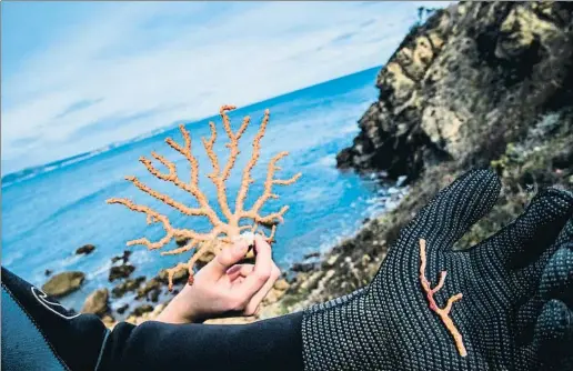  ??  ?? BEGUR
La recuperaci­ón de recursos naturales (como el coral) y la regeneraci­ón de zonas costeras revaloriza­n los enclaves
turísticos