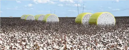  ?? — AFP ?? Brazil is now the world’s second-biggest cotton supplier, after the united states, and the biggest producer of sustainabl­e cotton.