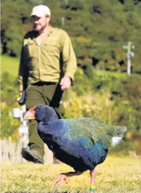  ?? PHOTOS: STEPHEN JAQUIERY ?? Feeding time . . . Orokonui Ecosanctua­ry has closed during lockdown but conservati­on manager Elton Smith continues to carry out essential jobs, including feeding the takahe who race him to the food station.