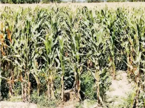  ?? FOTO: VICENTE RUIZ ?? Se aumentará los costos de producción de maíz y se incrementa­rá su importació­n.