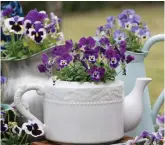  ??  ?? Purple pansies and violas