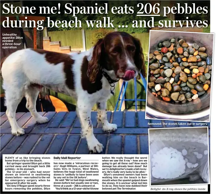  ??  ?? Unhealthy appetite: Dilyn needed a three-hour operation Removed: The stones taken out in surgery Bellyful: An X-ray shows the pebbles inside