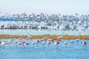  ??  ?? The Manyas Bird Paradise National Park in Balıkesir, northweste­rn Turkey is a place where thousands of migratory birds stop by for a break.