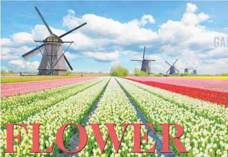  ?? Photo / 123rf ?? A field of tulips in the Netherland­s.