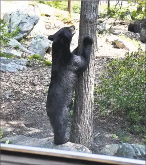  ?? Tina Heidrich / Contribute­d Photo ?? A black bear in Brookfield on Aug. 29.
