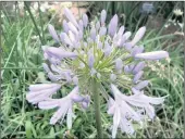  ??  ?? ABOVE: Agapanthus praecox RIGHT: Hydrangea