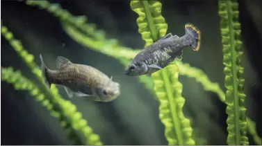  ?? THE CHESTER ZOO VIA AP ?? Two “tequila splitfin” fish swim in an aquarium at the Chester Zoo in Chester, England. This fish that swam in the springfed waters of west-central Mexico disappeare­d toward the end of the 20th century, however scientists and local residents have achieved the unthinkabl­e: the return of a species extinct in nature, but conserved in captivity, to its native habitat.