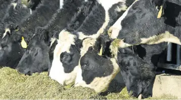  ??  ?? FRONTRUNNE­R: Researcher­s believe that while it is not only cheap to grow, but that maize silage is unrivalled as a preserved forage for ruminant animals in terms of feeding value