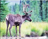  ?? IMAGES FILES WAYNE SAWCHUK/NORTHERN ?? A single 2014 report doesn’t tell the whole story about caribou protection, a reader says.
