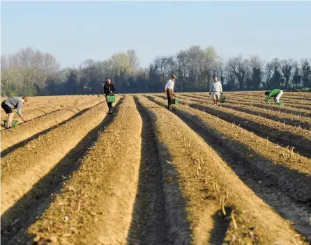  ?? — Reuters ?? Local residents pick asparagus as they work at Dyas Farms as foreign workers are missing from the country’s fields in Sevenscore.