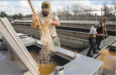  ?? Michael Macor / The Chronicle ?? California Fish and Wildlife workers transfer salmon fry at the Feather River Fish Hatchery in February.