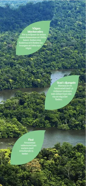  ??  ?? För 15 miljoner år sedan rann Amazonas ut i Stilla havet. Sedan steg Anderna och floden var tvungen att hitta nya vägar. Amazonas vattennivå kan variera med svindlande 15 meter. Manaus är en hamnstad med 1,6 miljoner invånare som enbart kan nås via en...